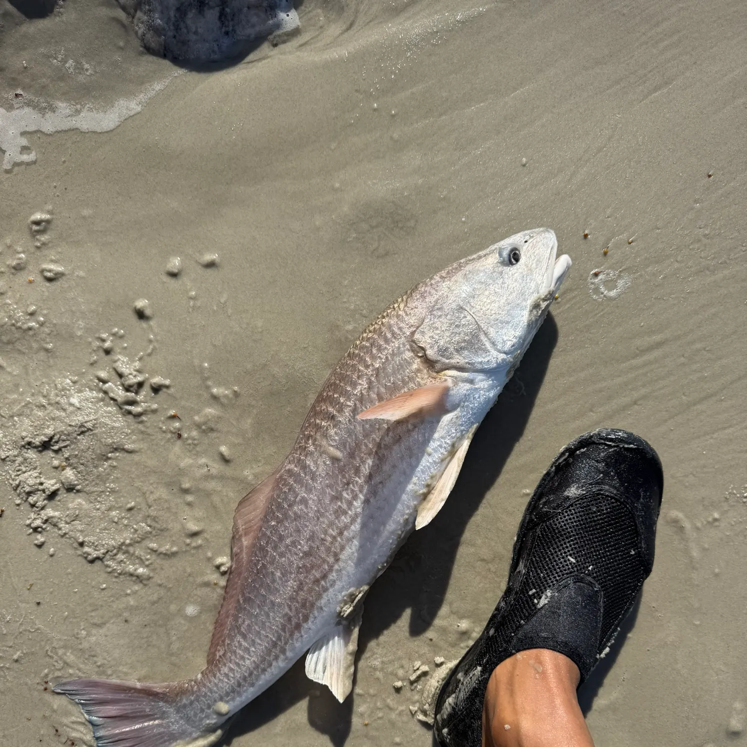 Red drum caught on Fishbrain
