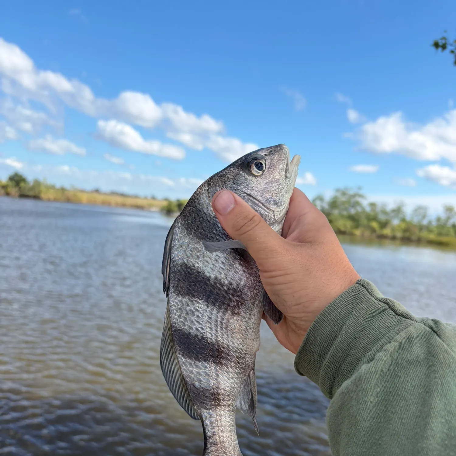Black drum caught on Fishbrain