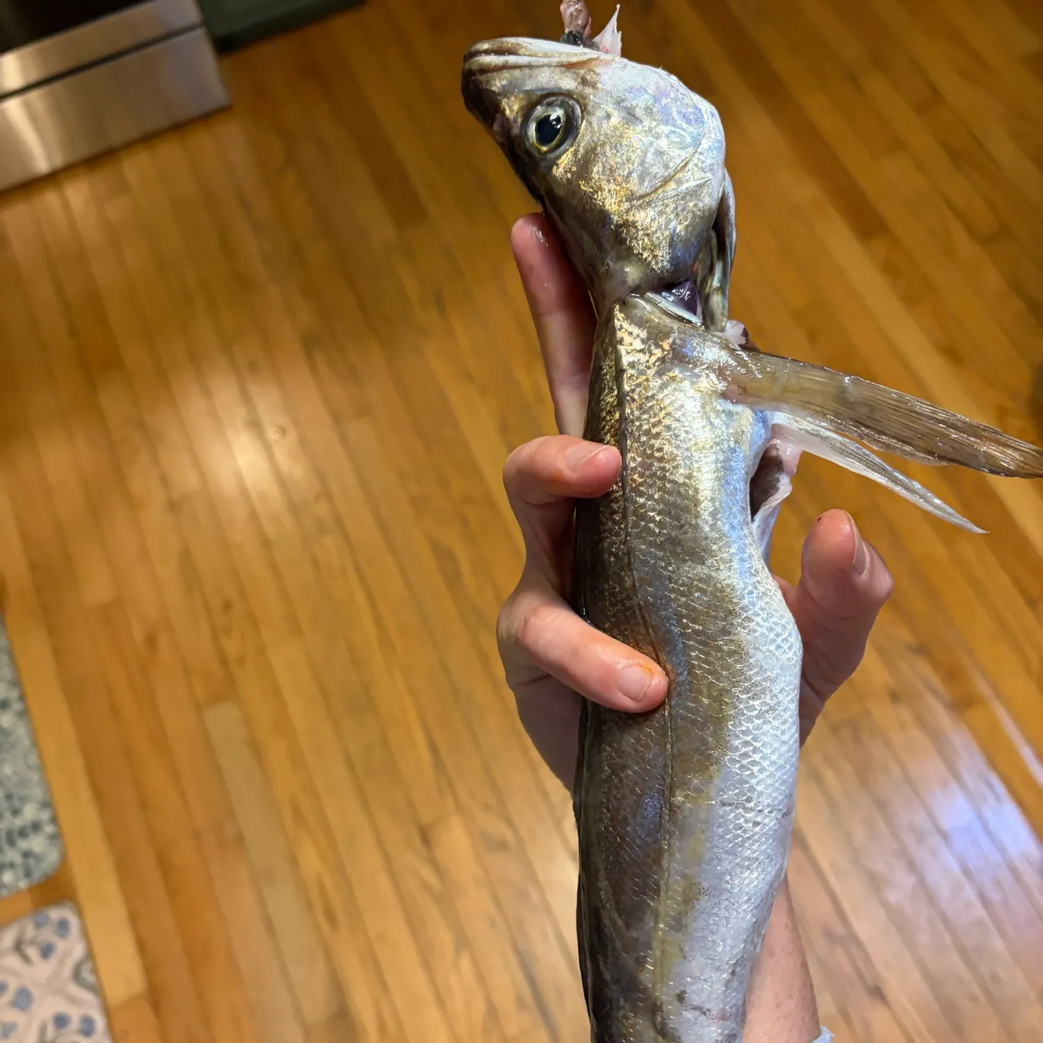 Silver hake caught on Fishbrain