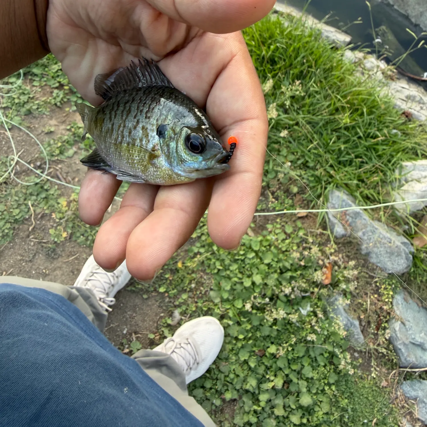 Bluegill caught on Fishbrain