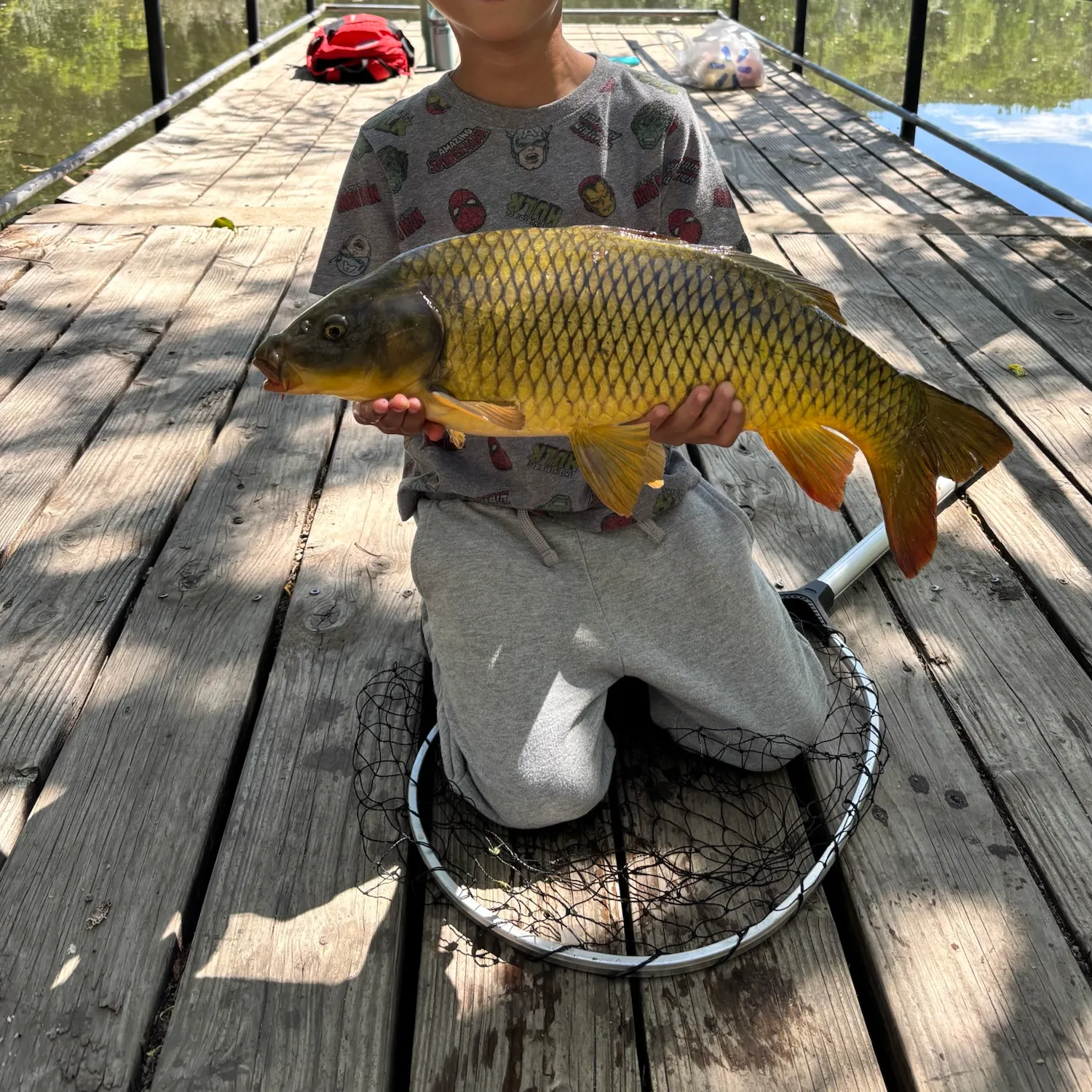 Common carp caught on Fishbrain