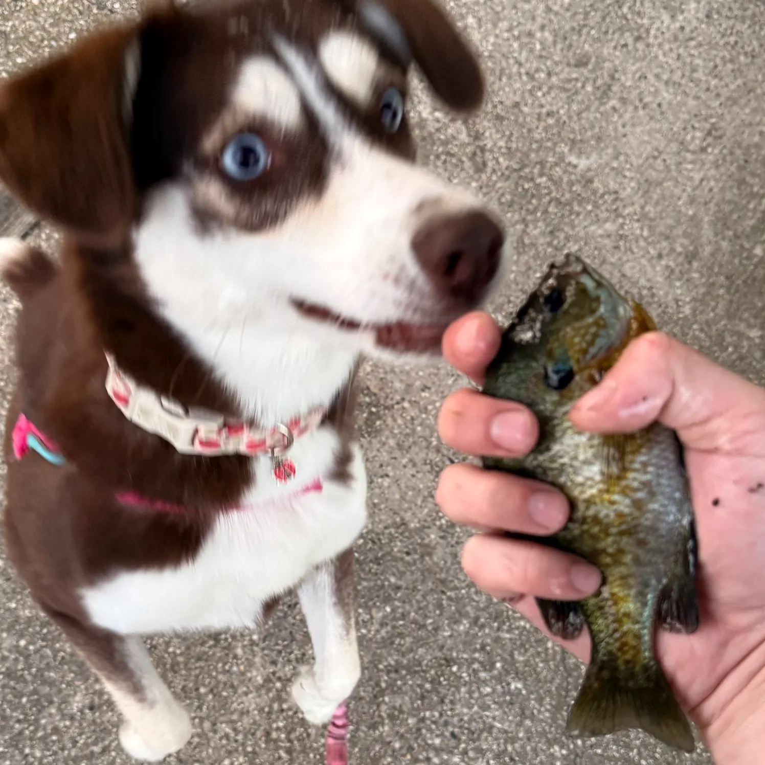catch