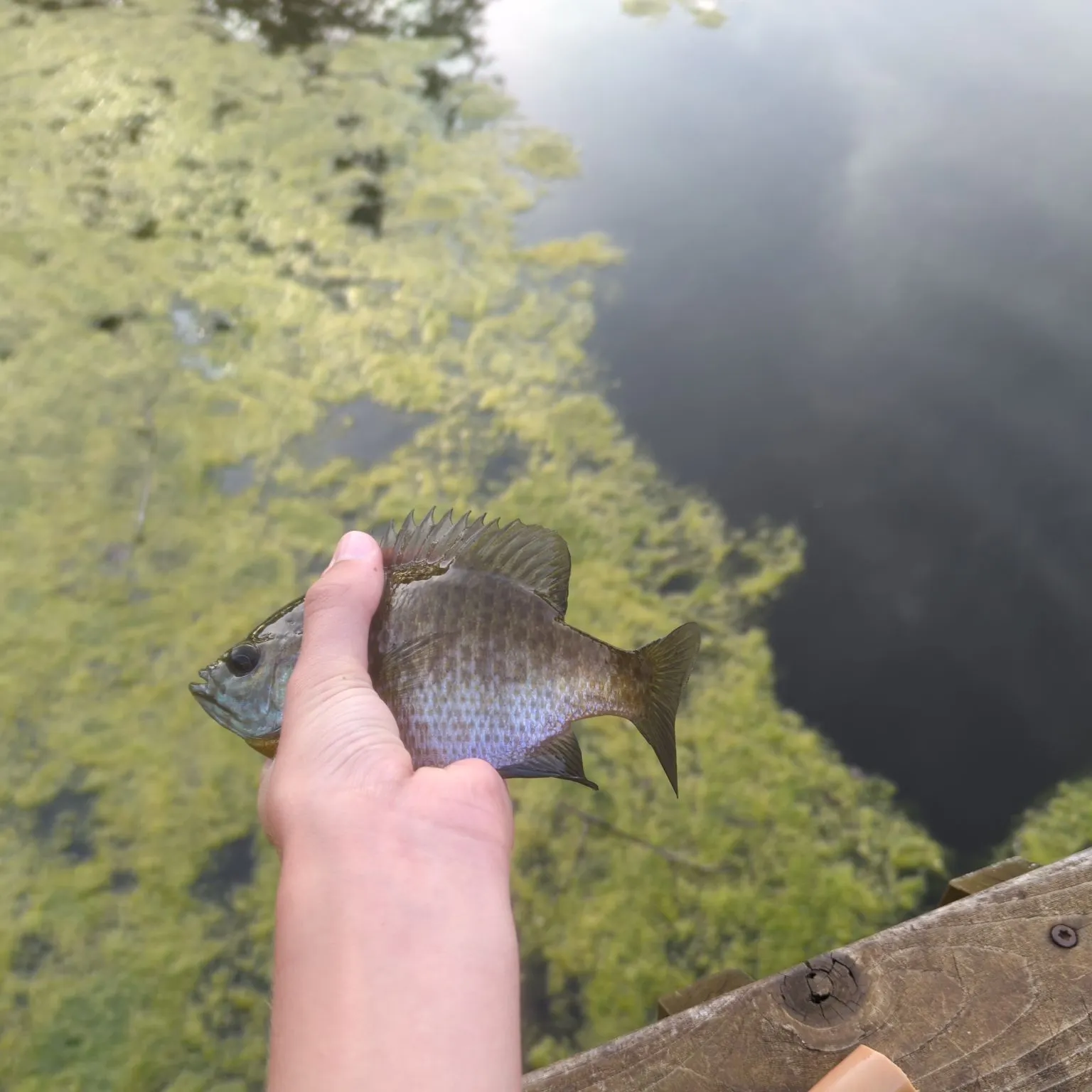 Bluegill caught on Fishbrain