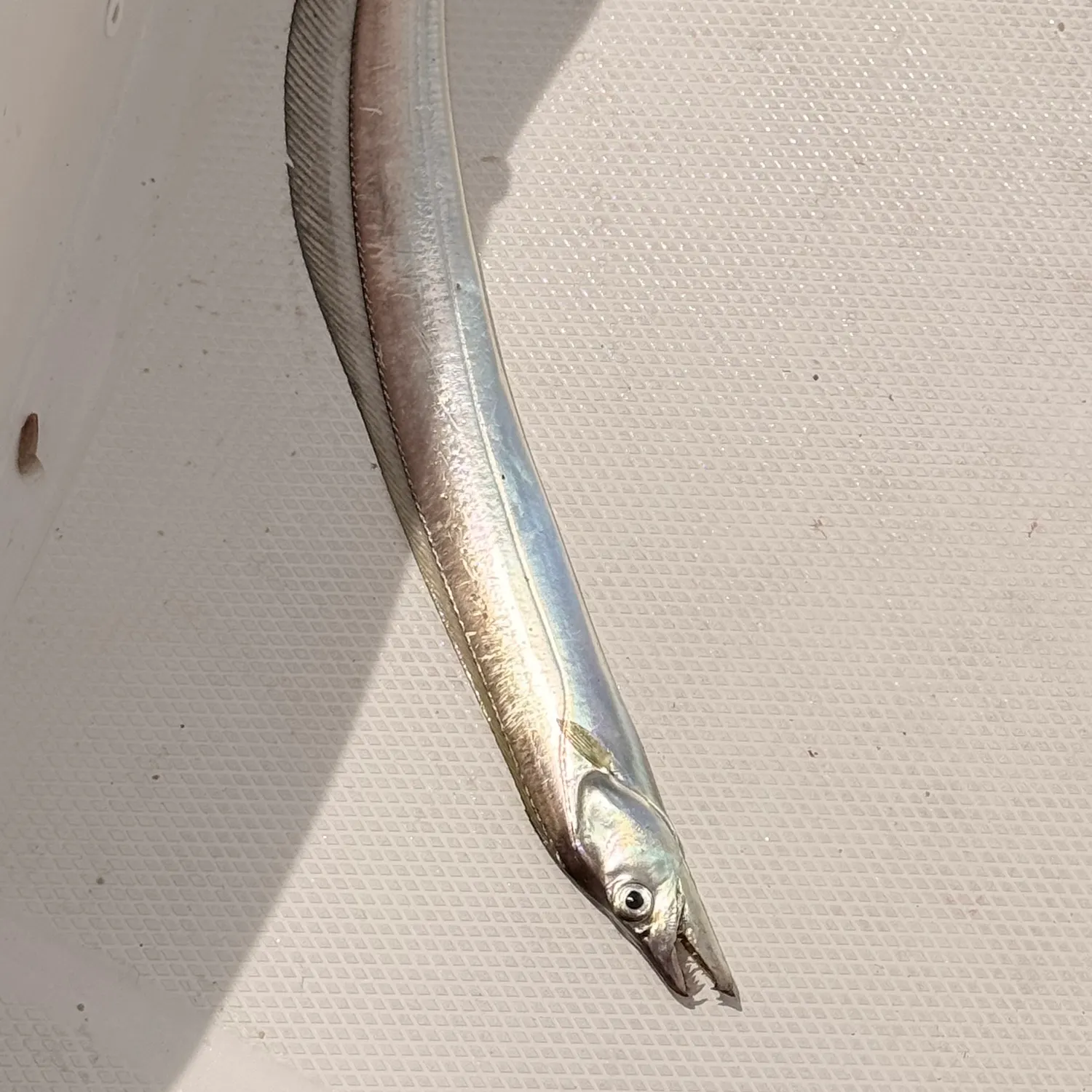 The most recent Atlantic cutlassfish catches on Fishbrain