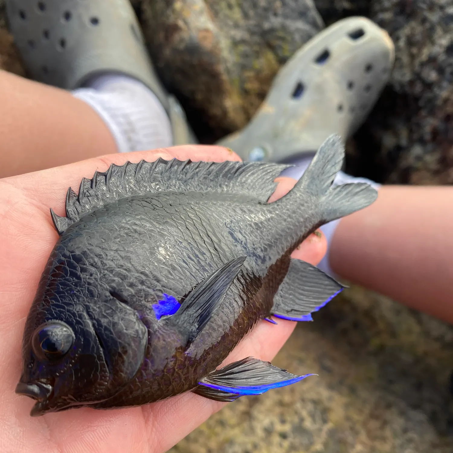 The most recent Canary damsel catches on Fishbrain