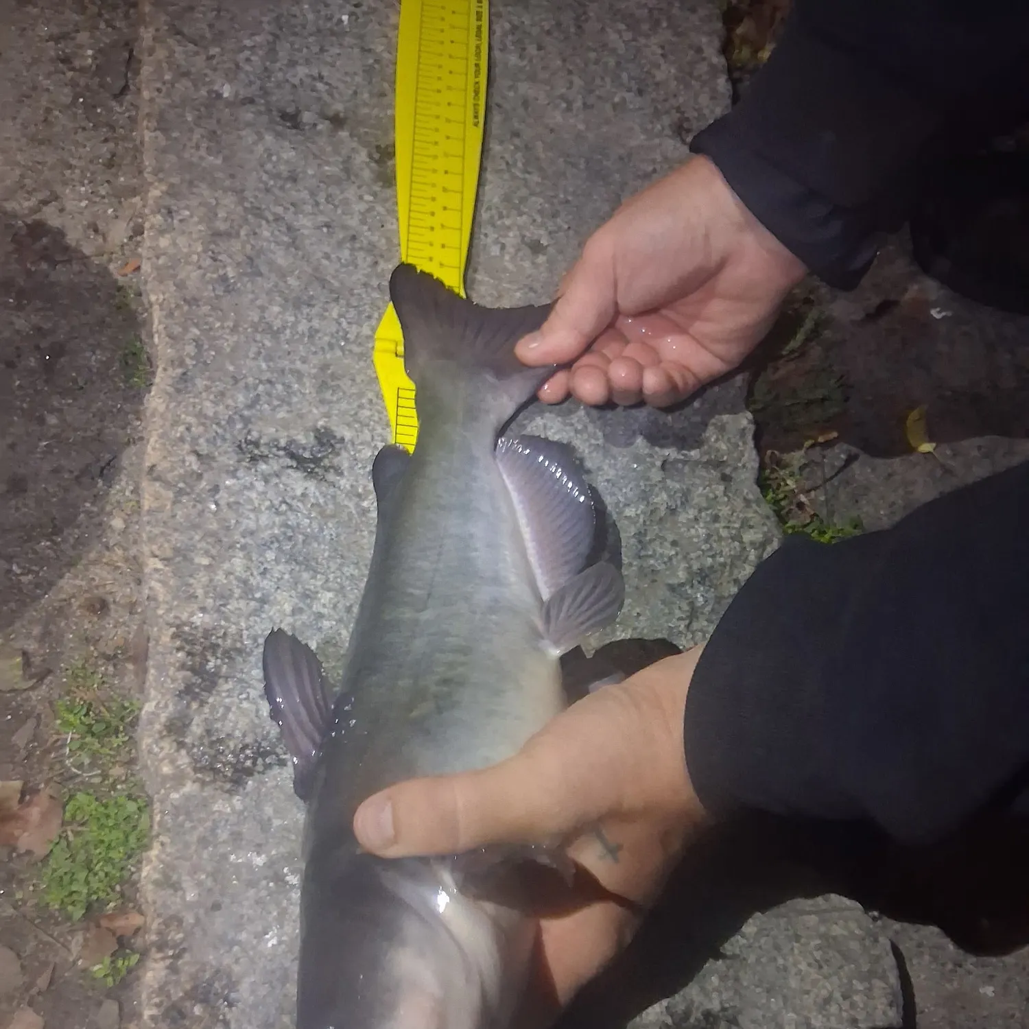 White bullhead caught on Fishbrain