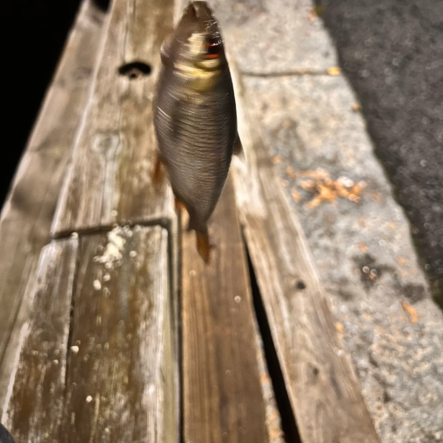 Common roach caught on Fishbrain