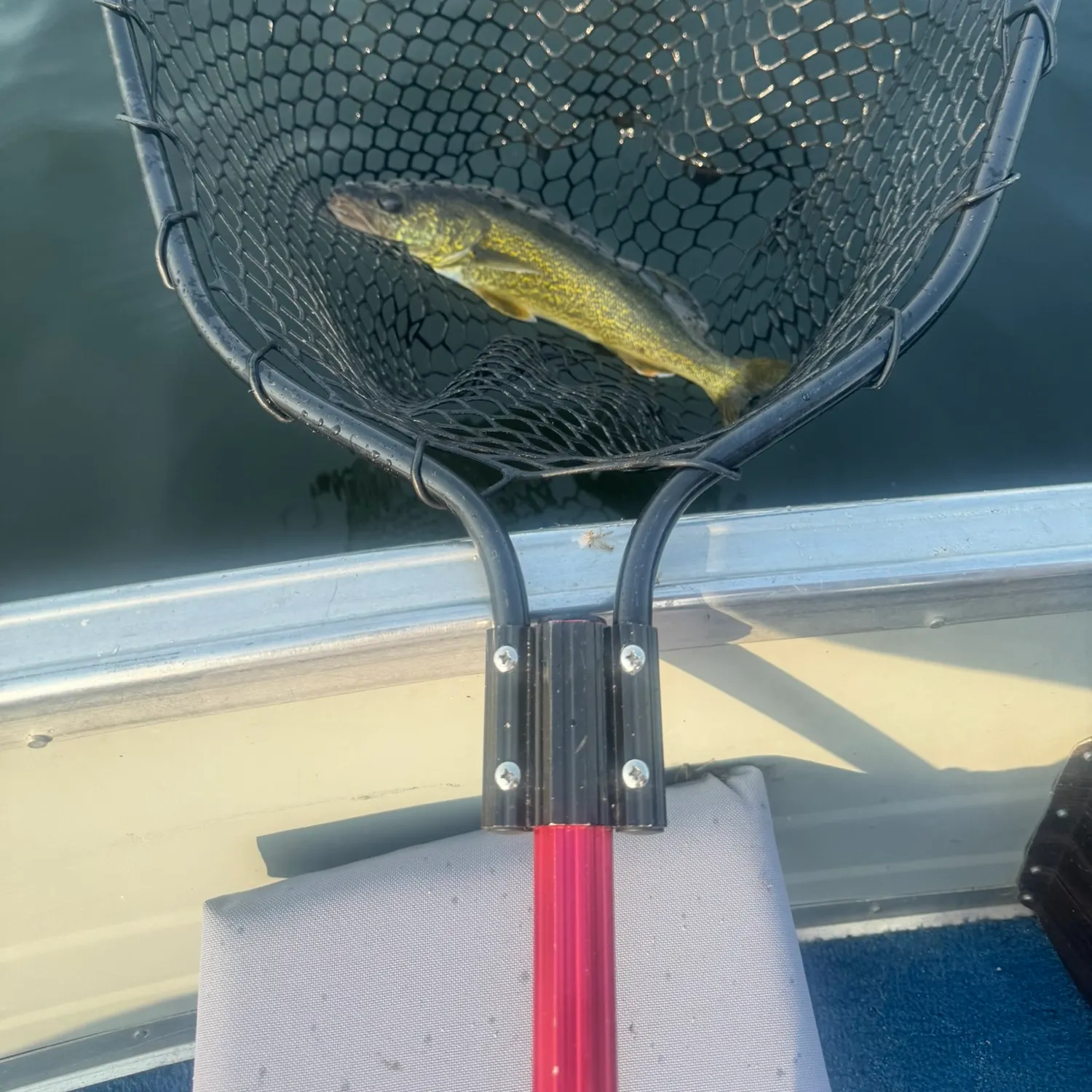 Walleye caught on Fishbrain