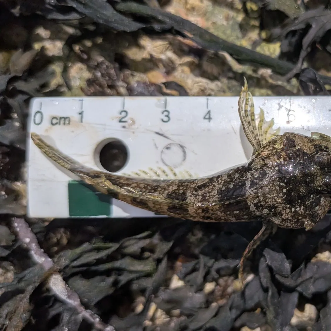 The most recent Coastrange sculpin catches on Fishbrain