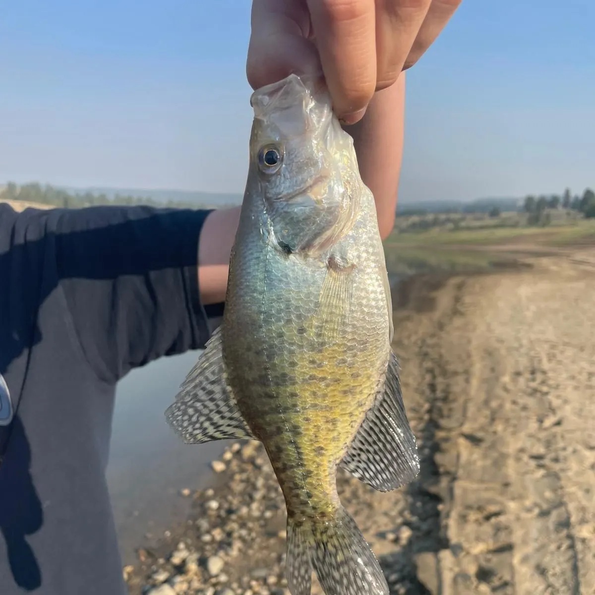White crappie caught on Fishbrain