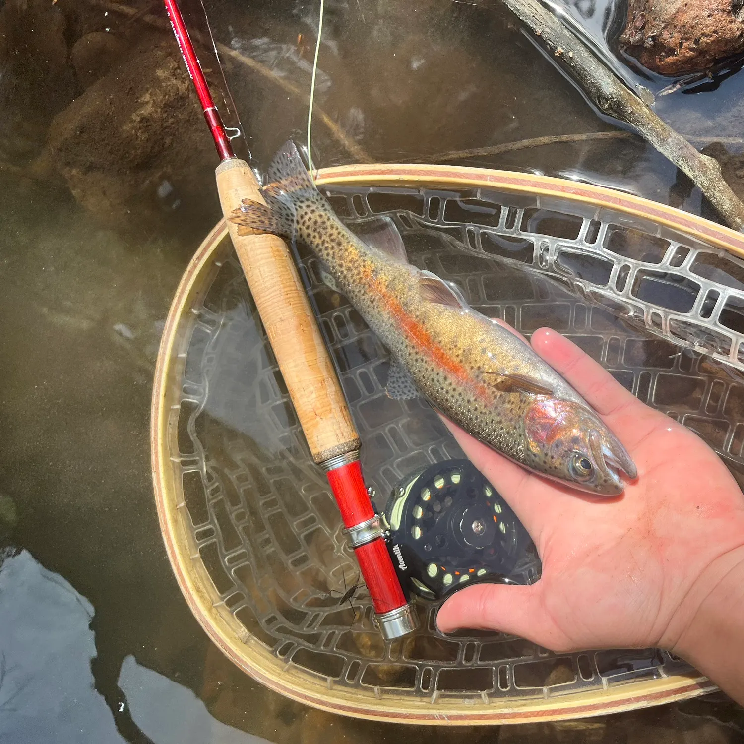 The most recent Warner Lakes Redband Trout catches on Fishbrain