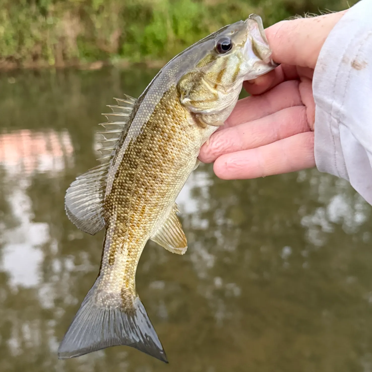 Smallmouth bass caught on Fishbrain