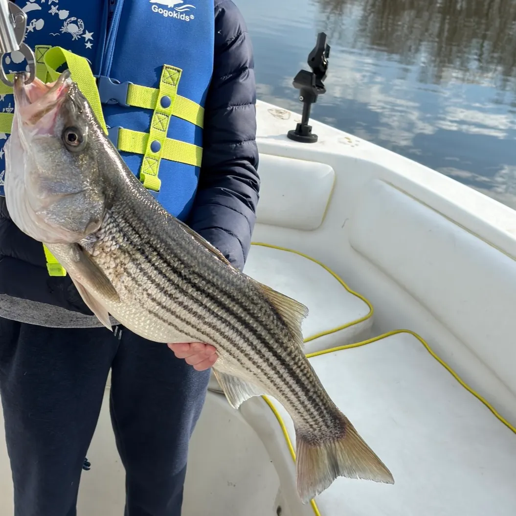 Striped bass caught on Fishbrain