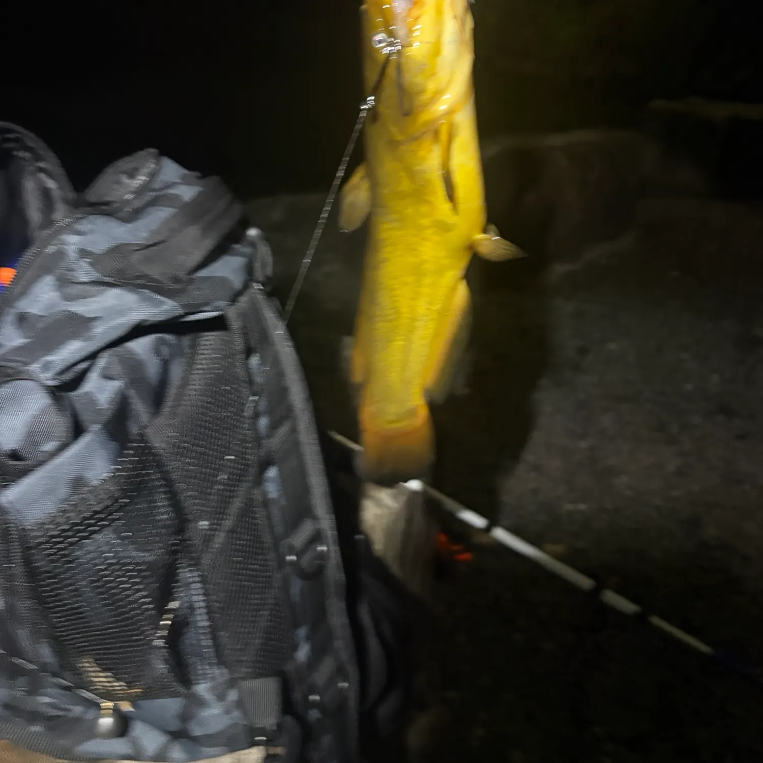 Yellow bullhead caught on Fishbrain