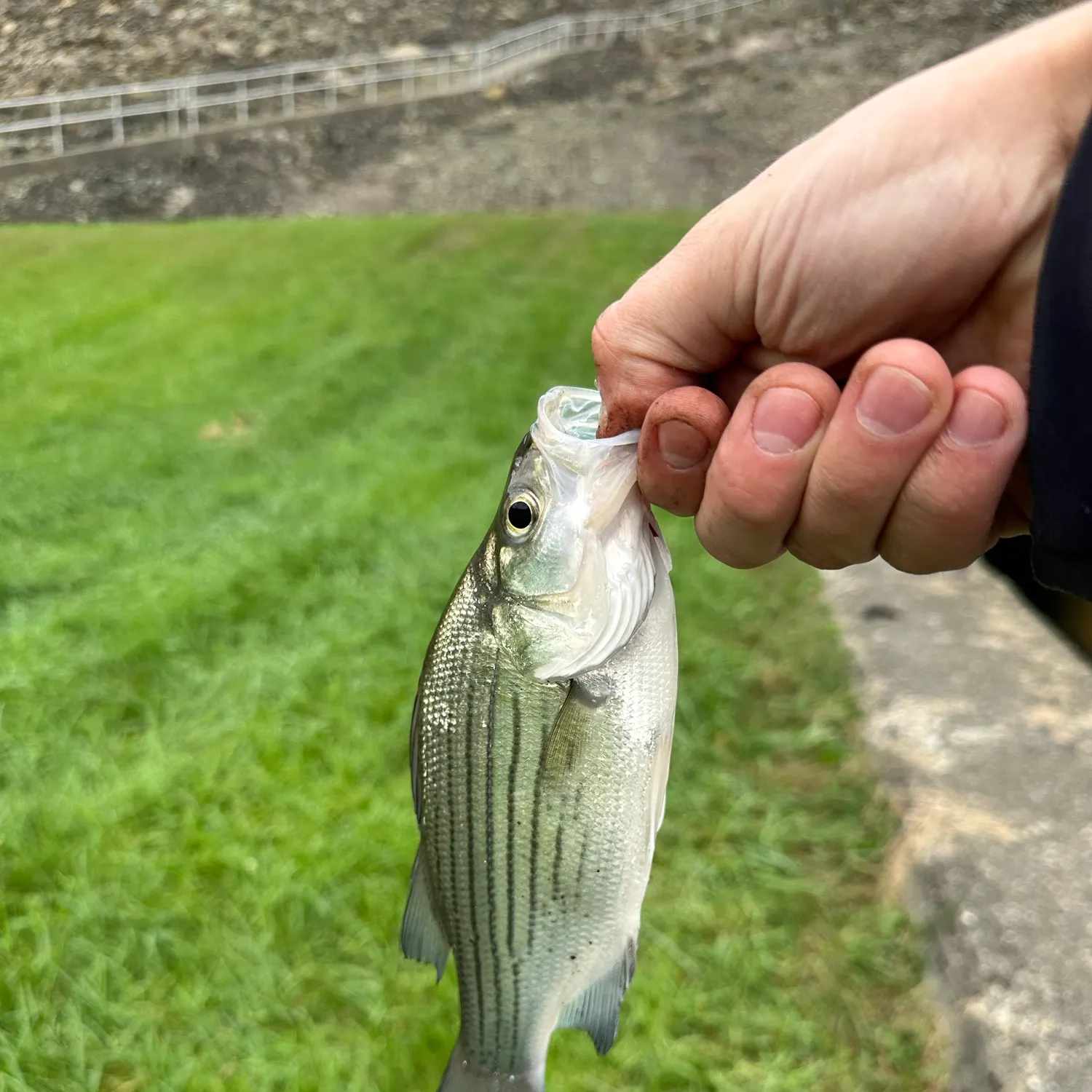 White bass caught on Fishbrain