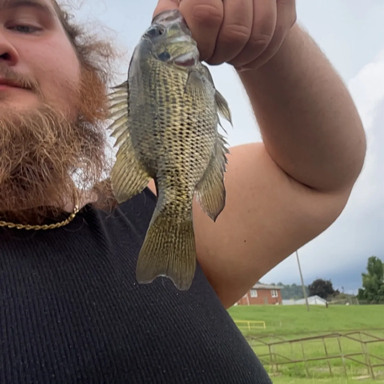 Rock bass caught on Fishbrain