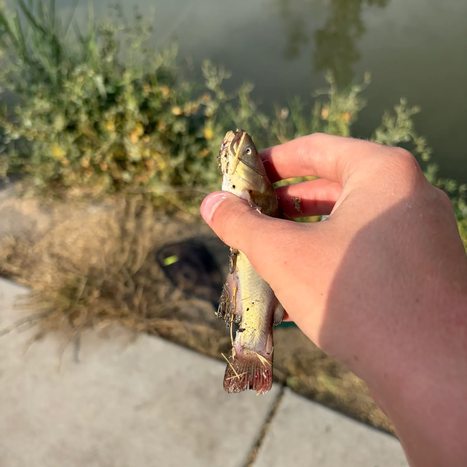 catch