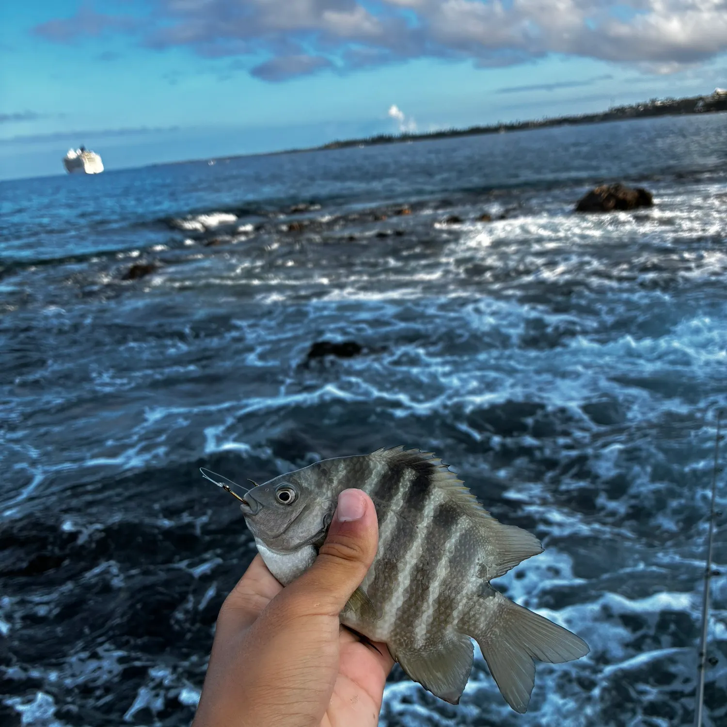 The most recent Blackspot sergeant catches on Fishbrain