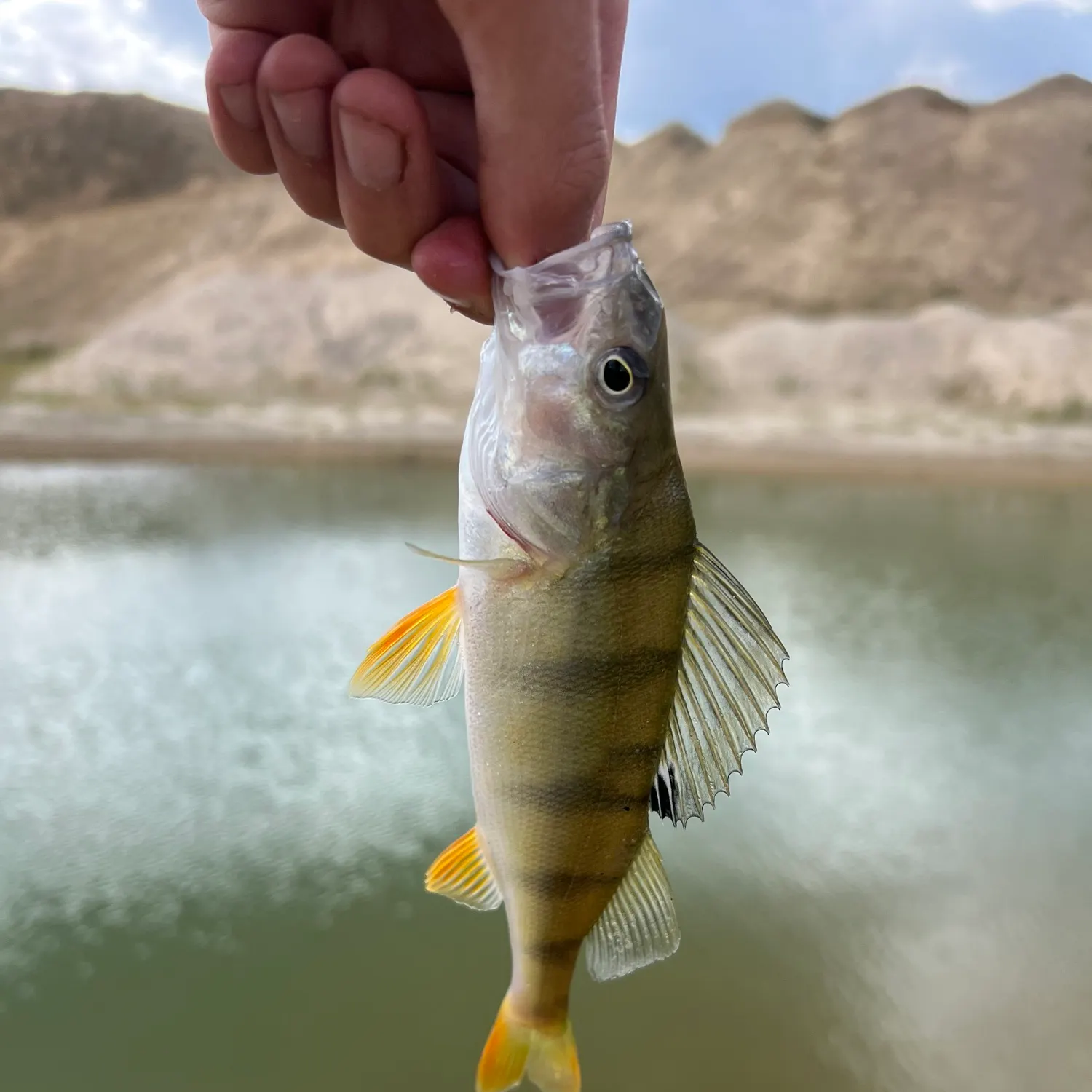 European perch caught on Fishbrain