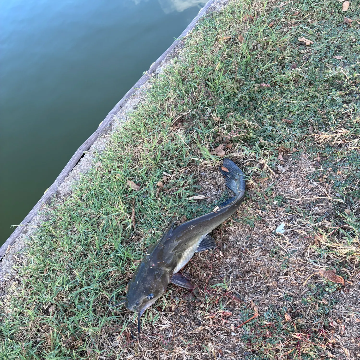 Channel catfish caught on Fishbrain