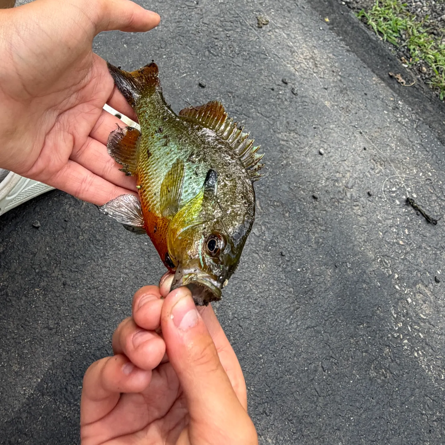 catch
