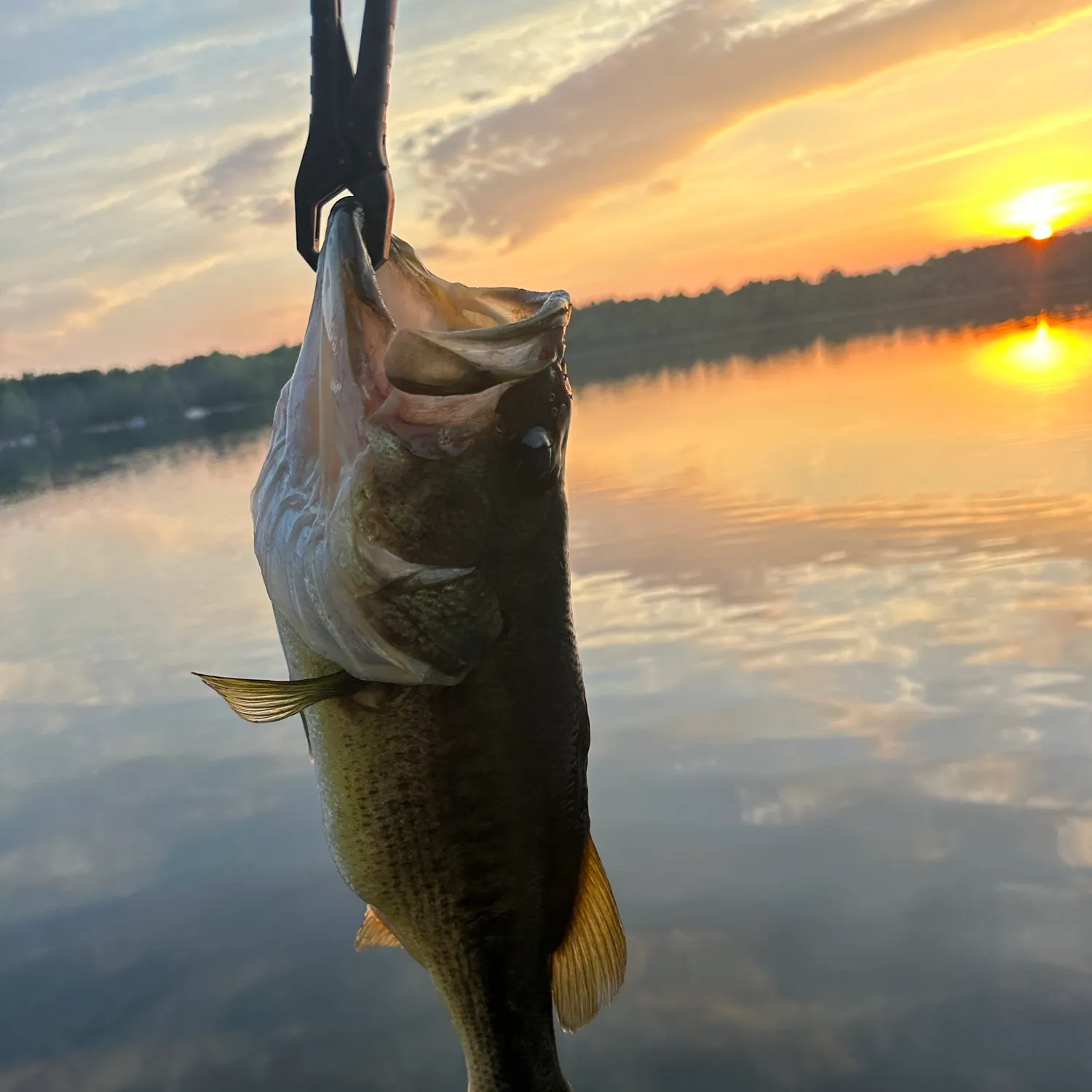 Largemouth bass caught on Fishbrain
