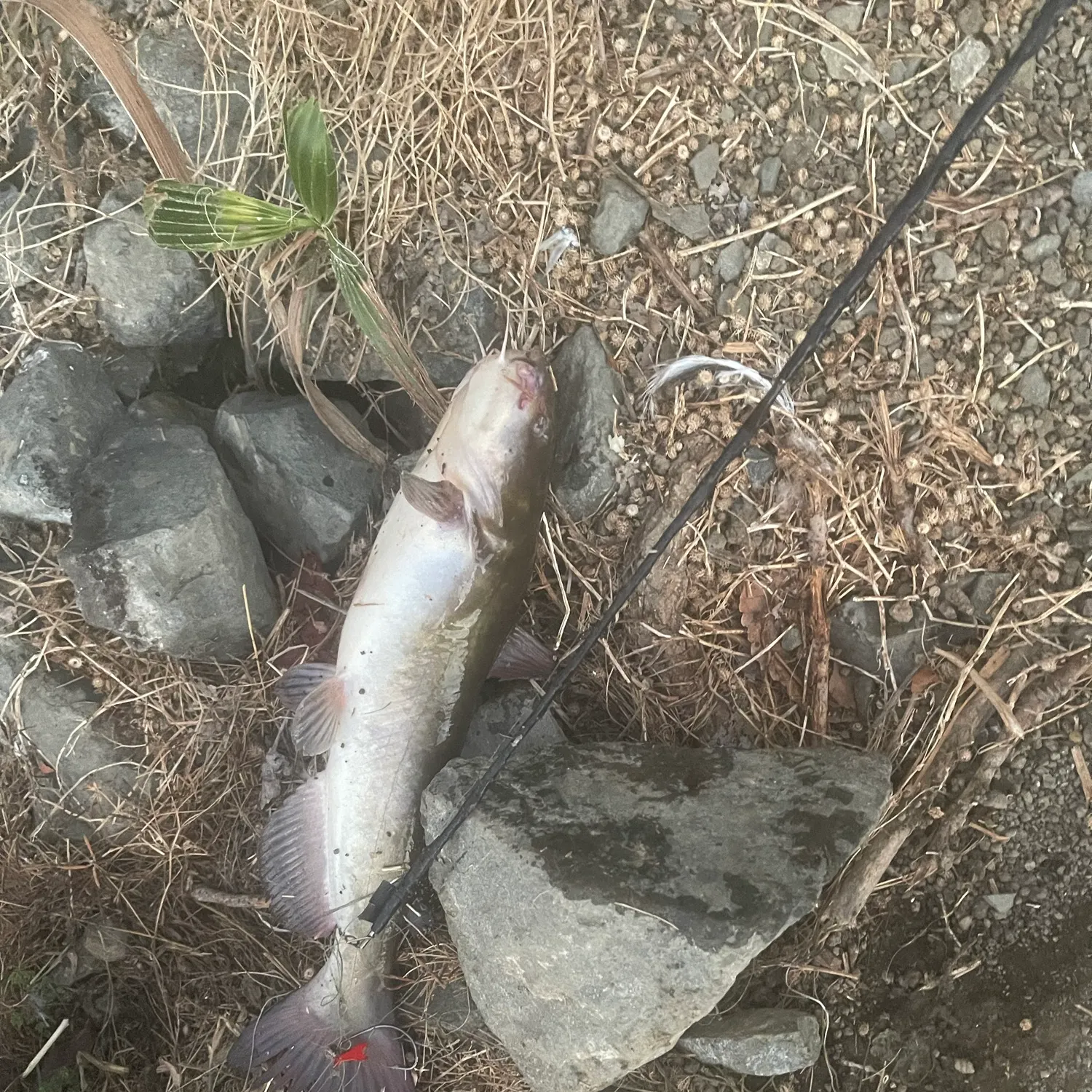 Channel catfish caught on Fishbrain