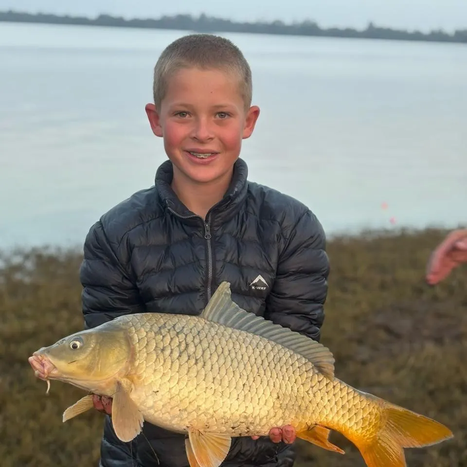 Common carp caught on Fishbrain