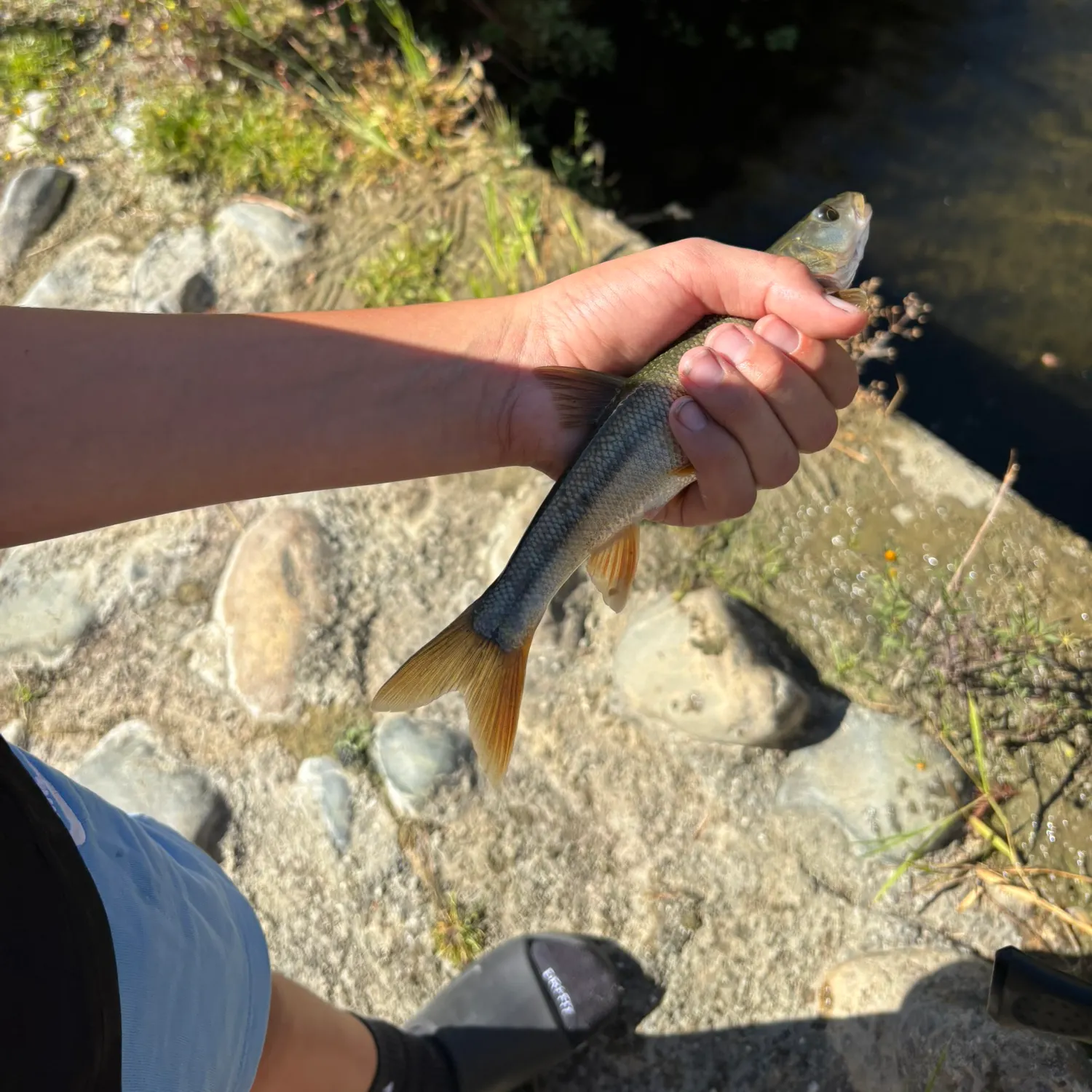 Sacramento pikeminnow caught on Fishbrain