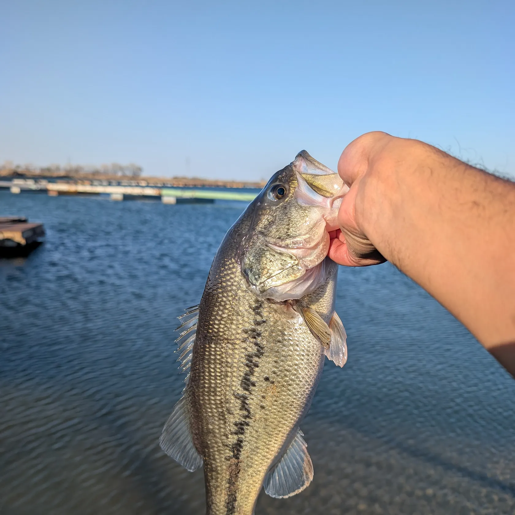 angler catch