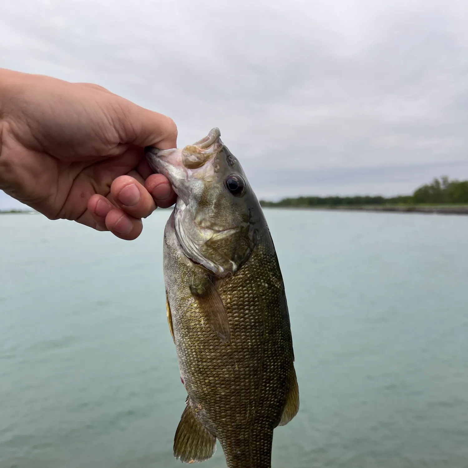 Smallmouth bass caught on Fishbrain