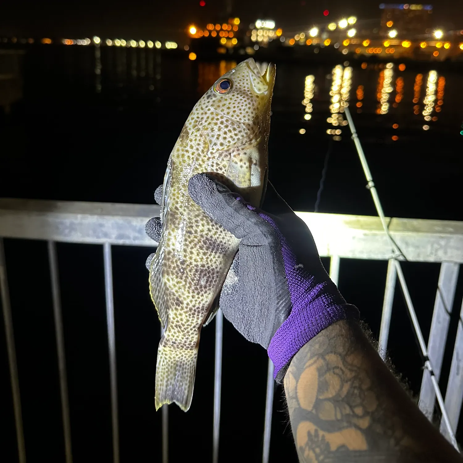 Spotted sand bass caught on Fishbrain