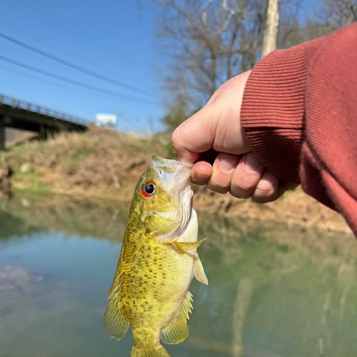 most liked catch image
