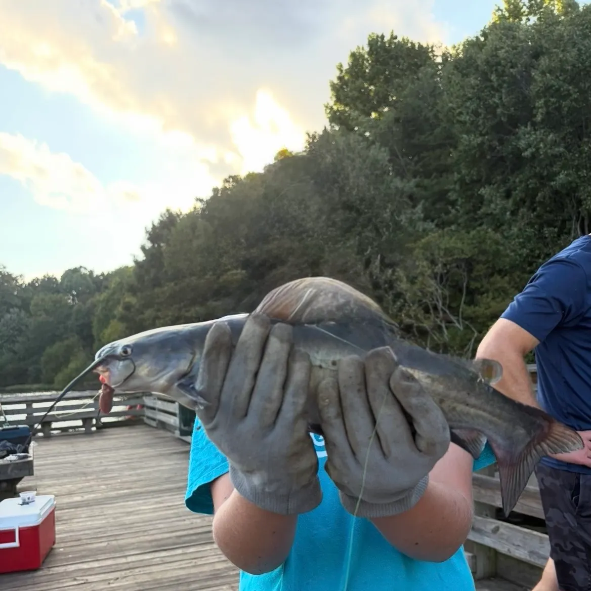 Channel catfish caught on Fishbrain