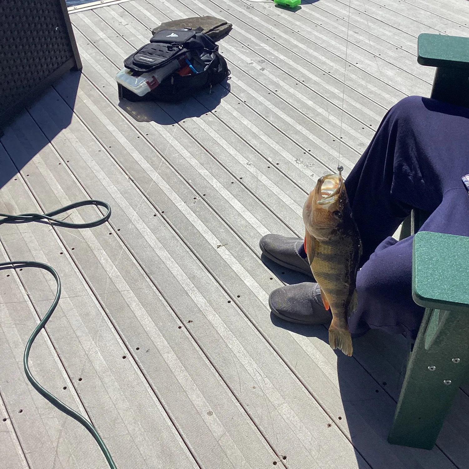 The most recent Yellow perch catches on Fishbrain