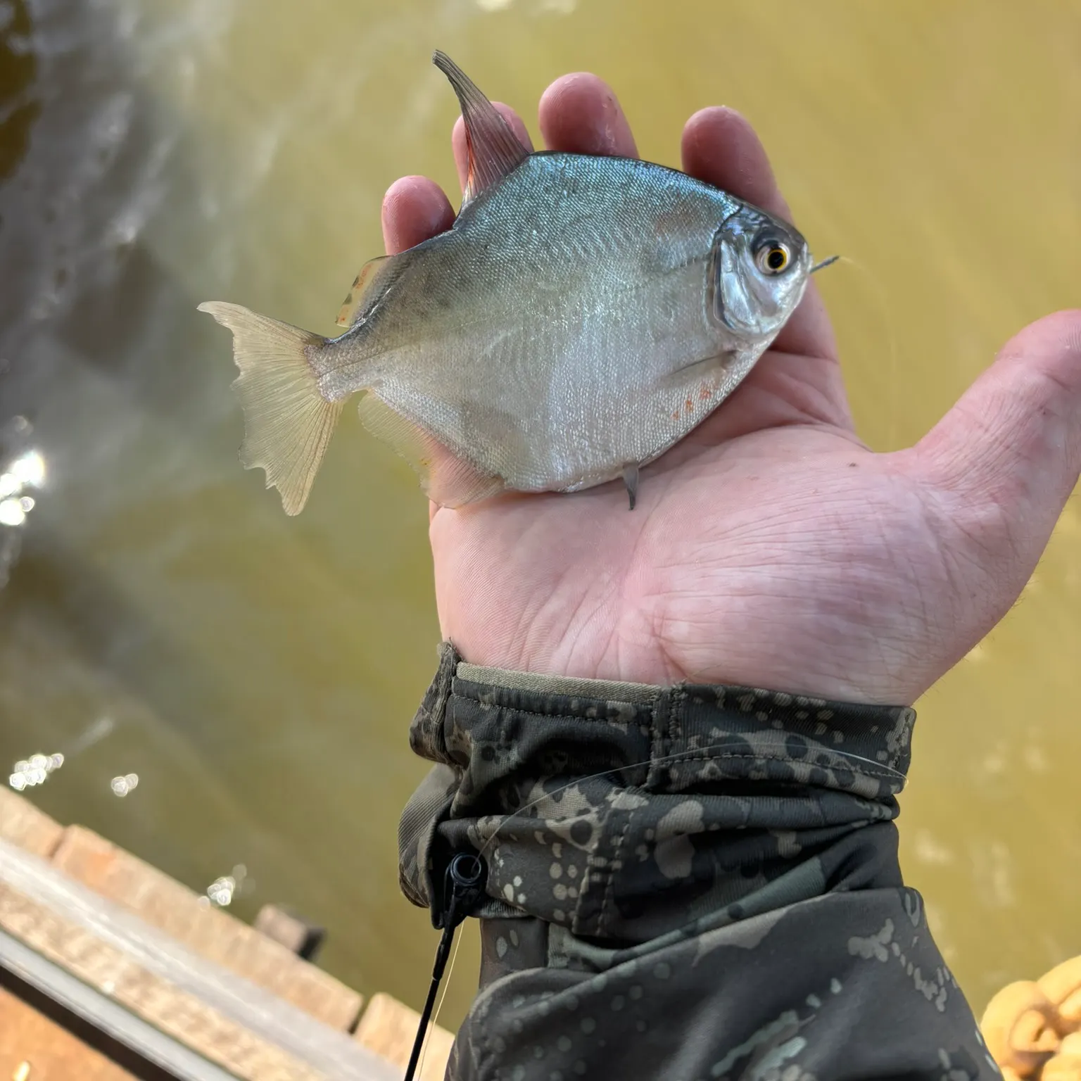 The most recent Small-scaled pacu catches on Fishbrain