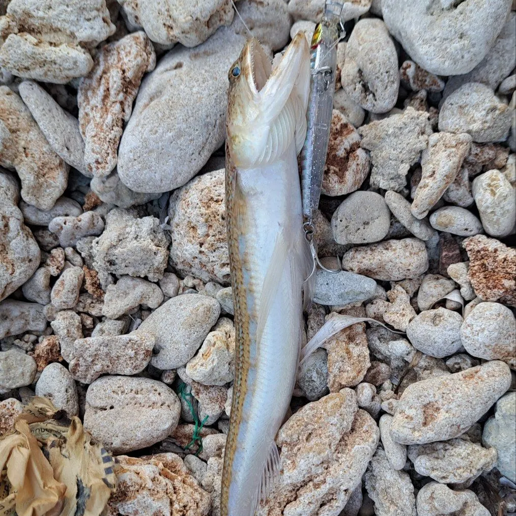 The most recent Atlantic lizardfish catches on Fishbrain