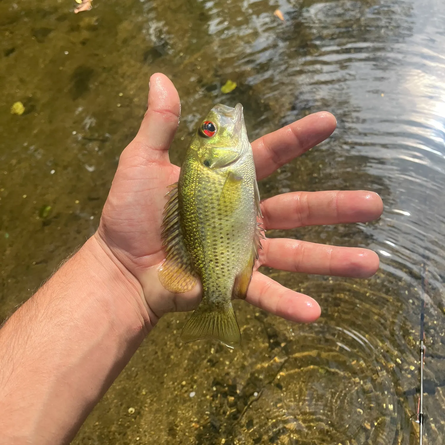 Rock bass caught on Fishbrain
