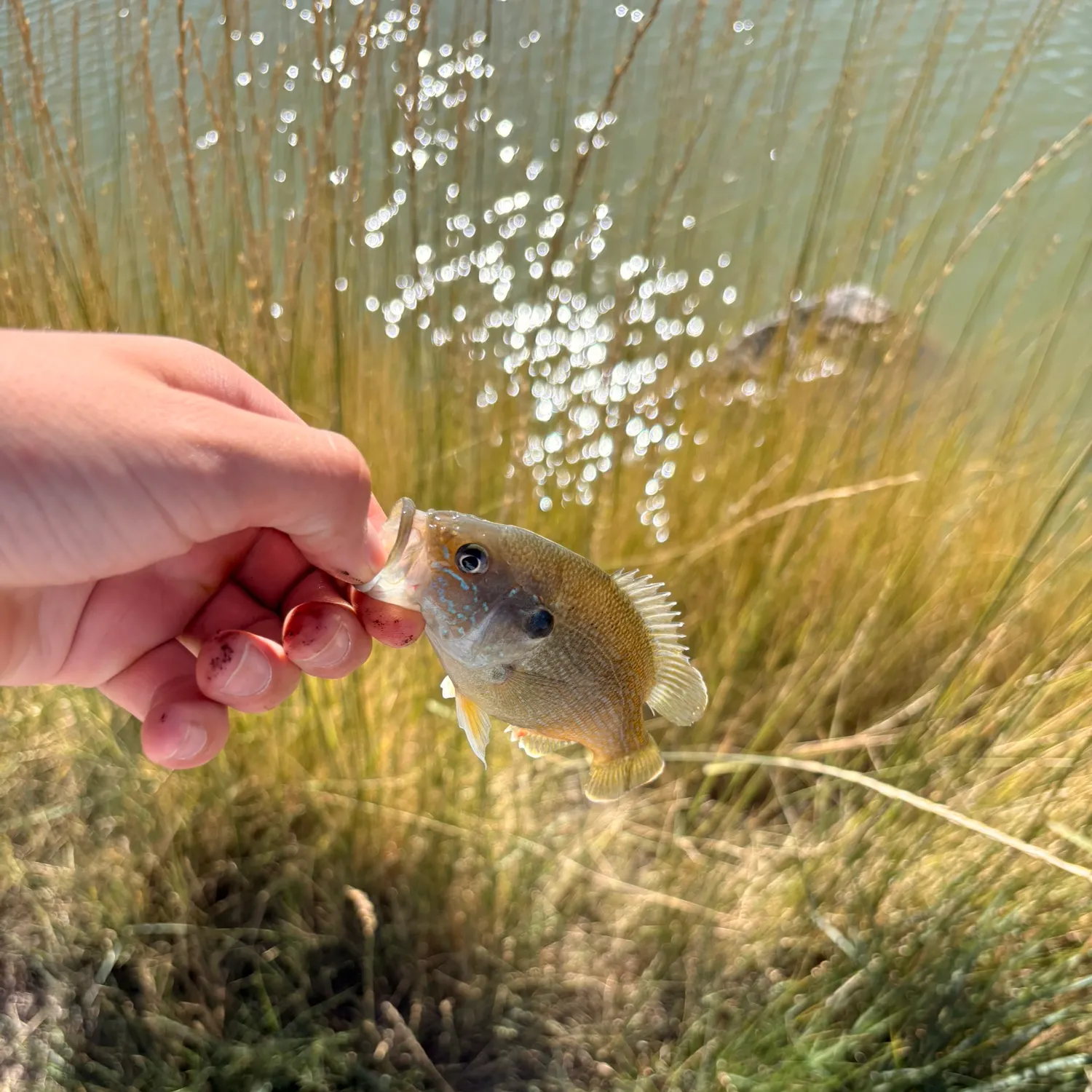 Green sunfish caught on Fishbrain