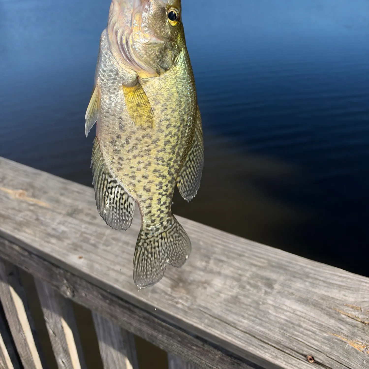 Black crappie caught on Fishbrain