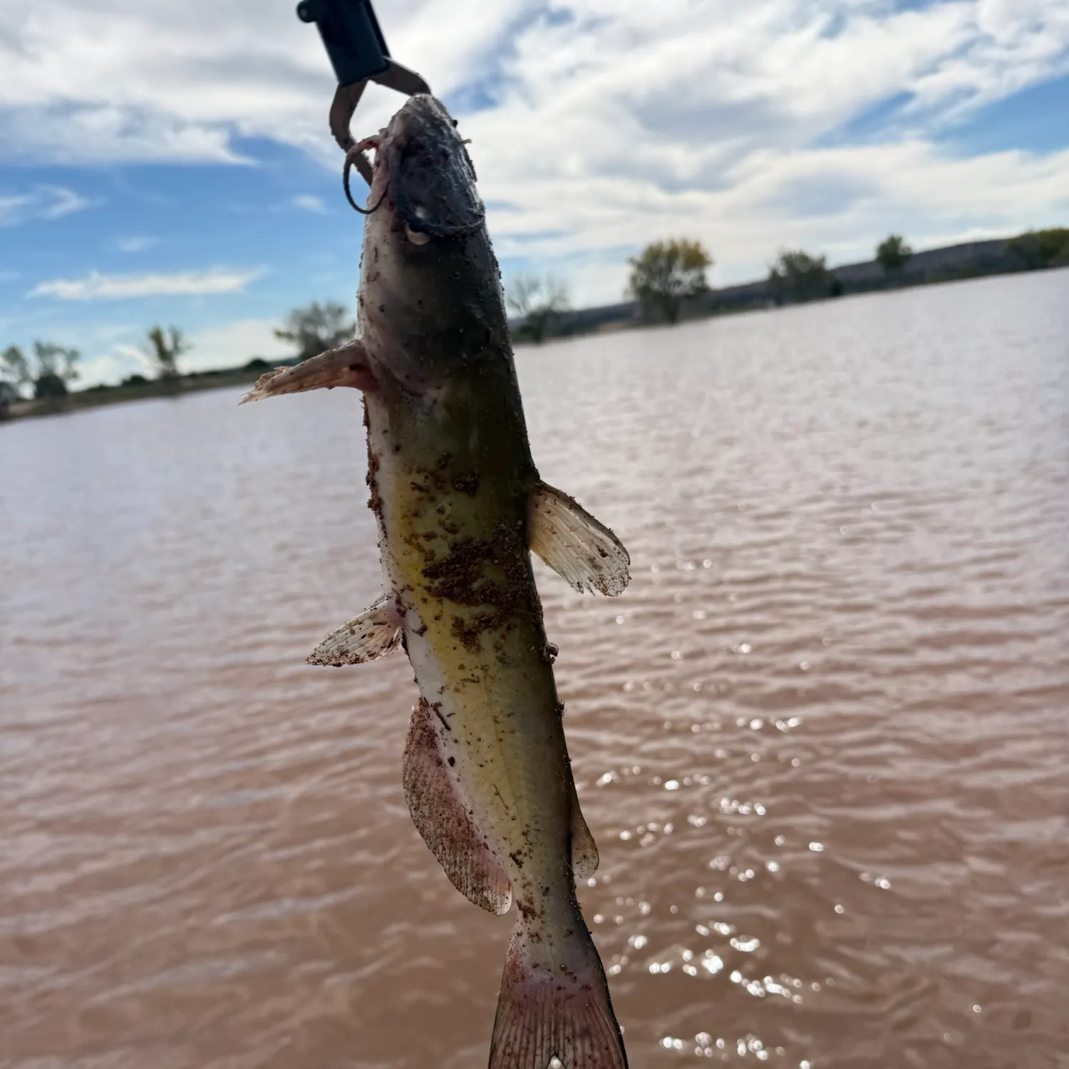 Channel catfish caught on Fishbrain