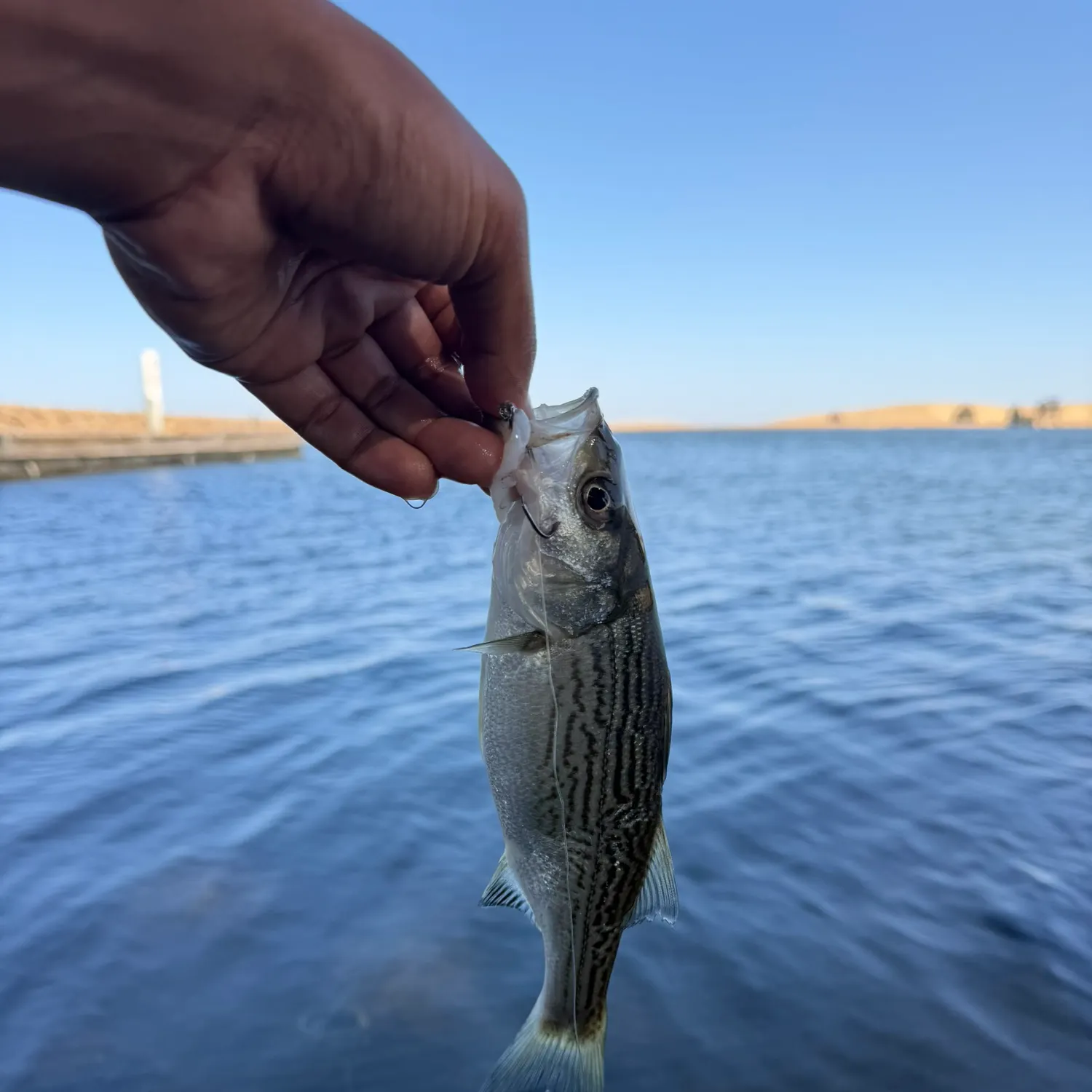Striped bass caught on Fishbrain