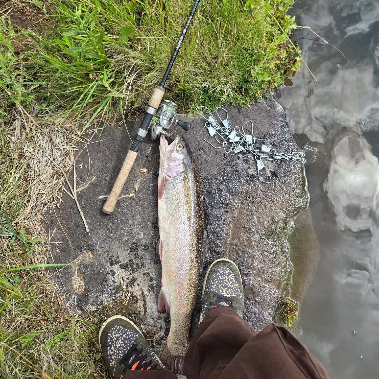 Rainbow trout caught on Fishbrain