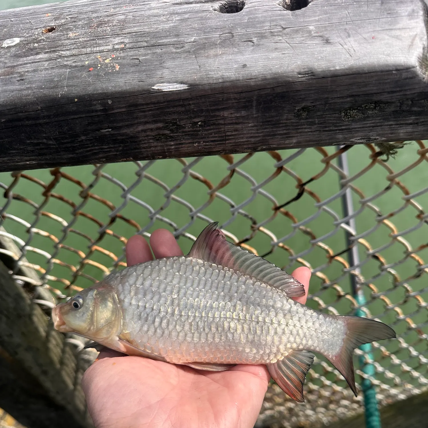 Common carp caught on Fishbrain