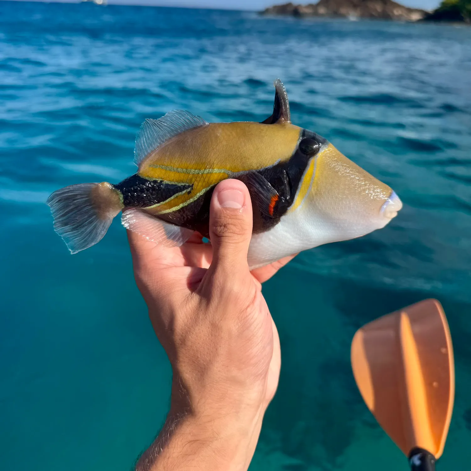 The most recent Wedge-tail triggerfish catches on Fishbrain