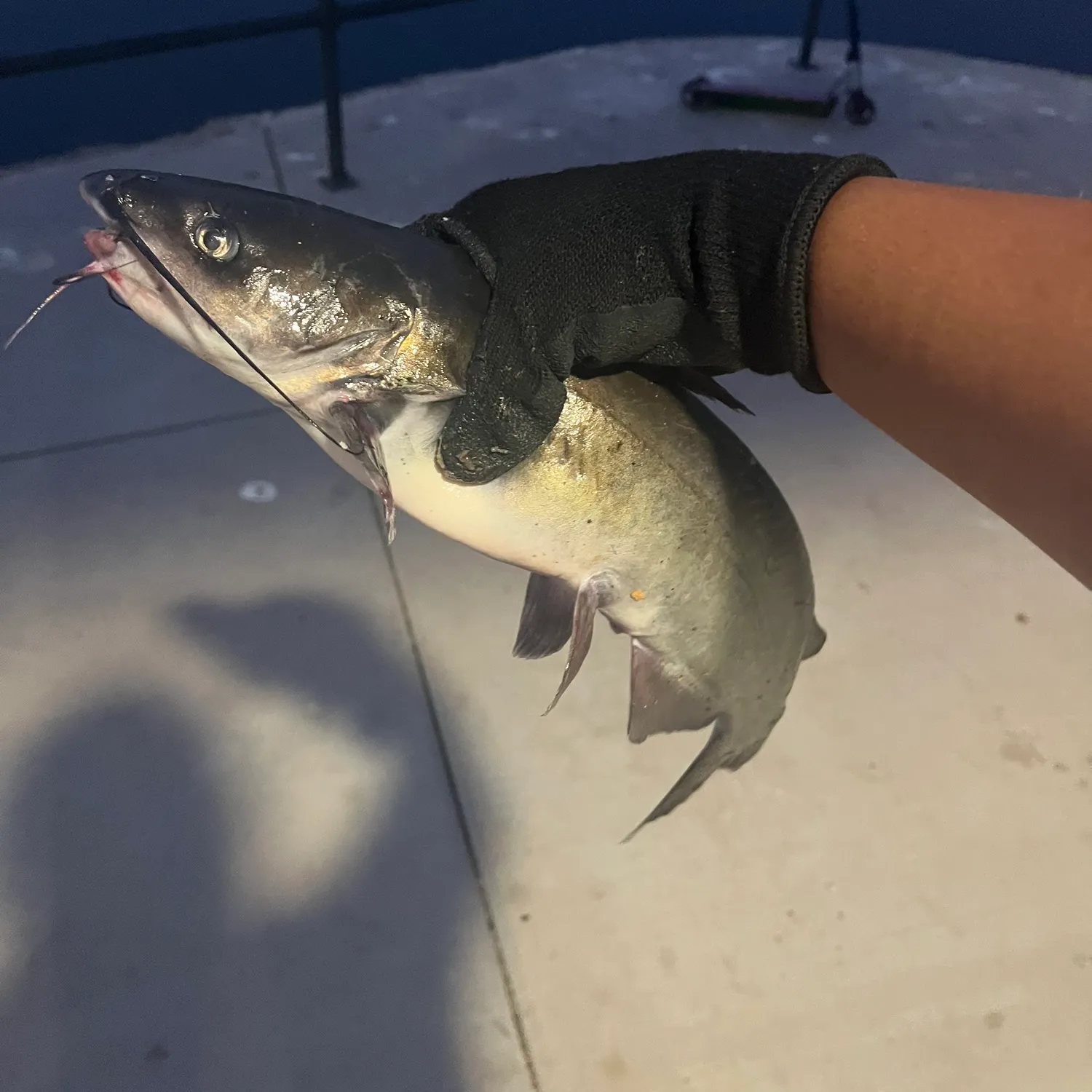 catch