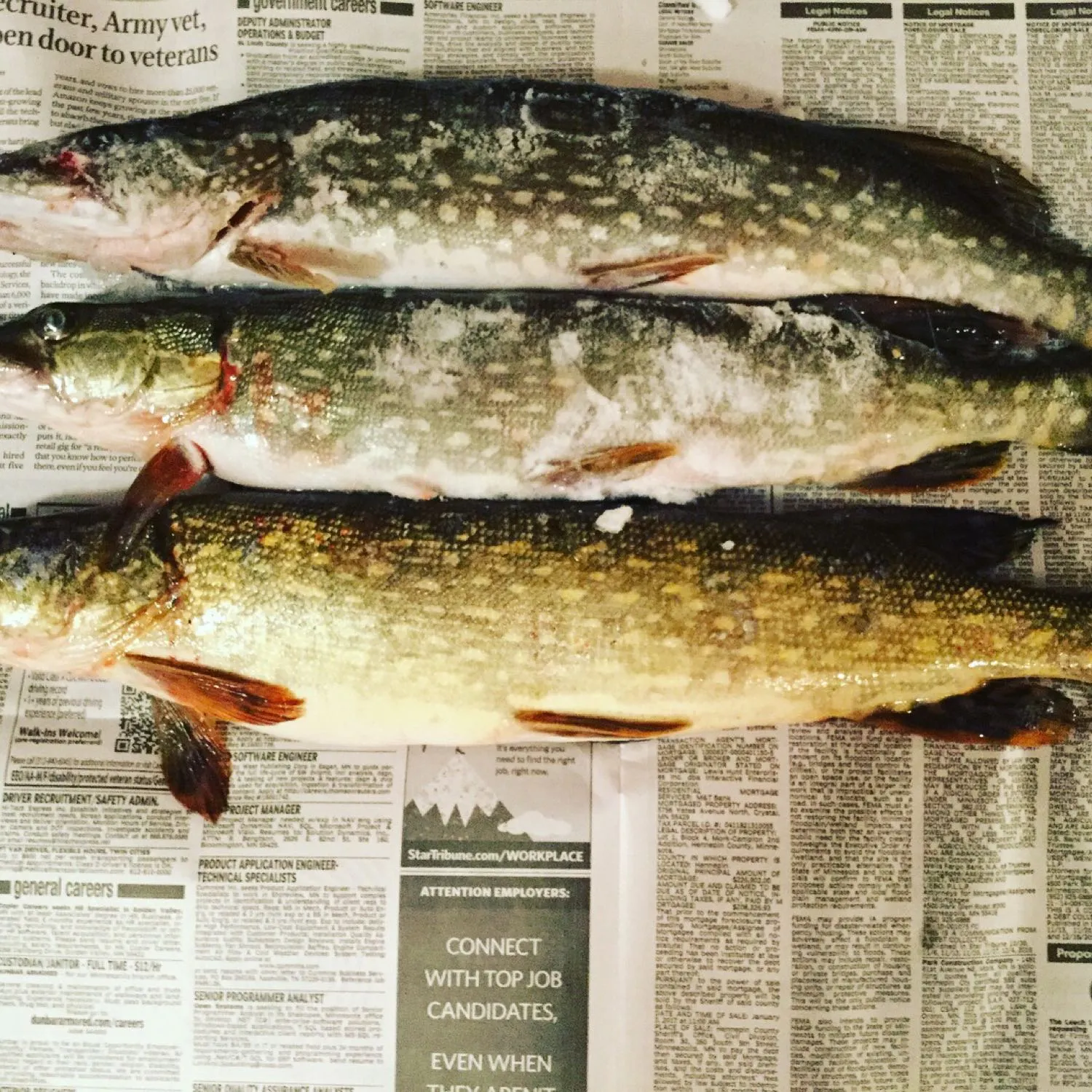 recently logged catches