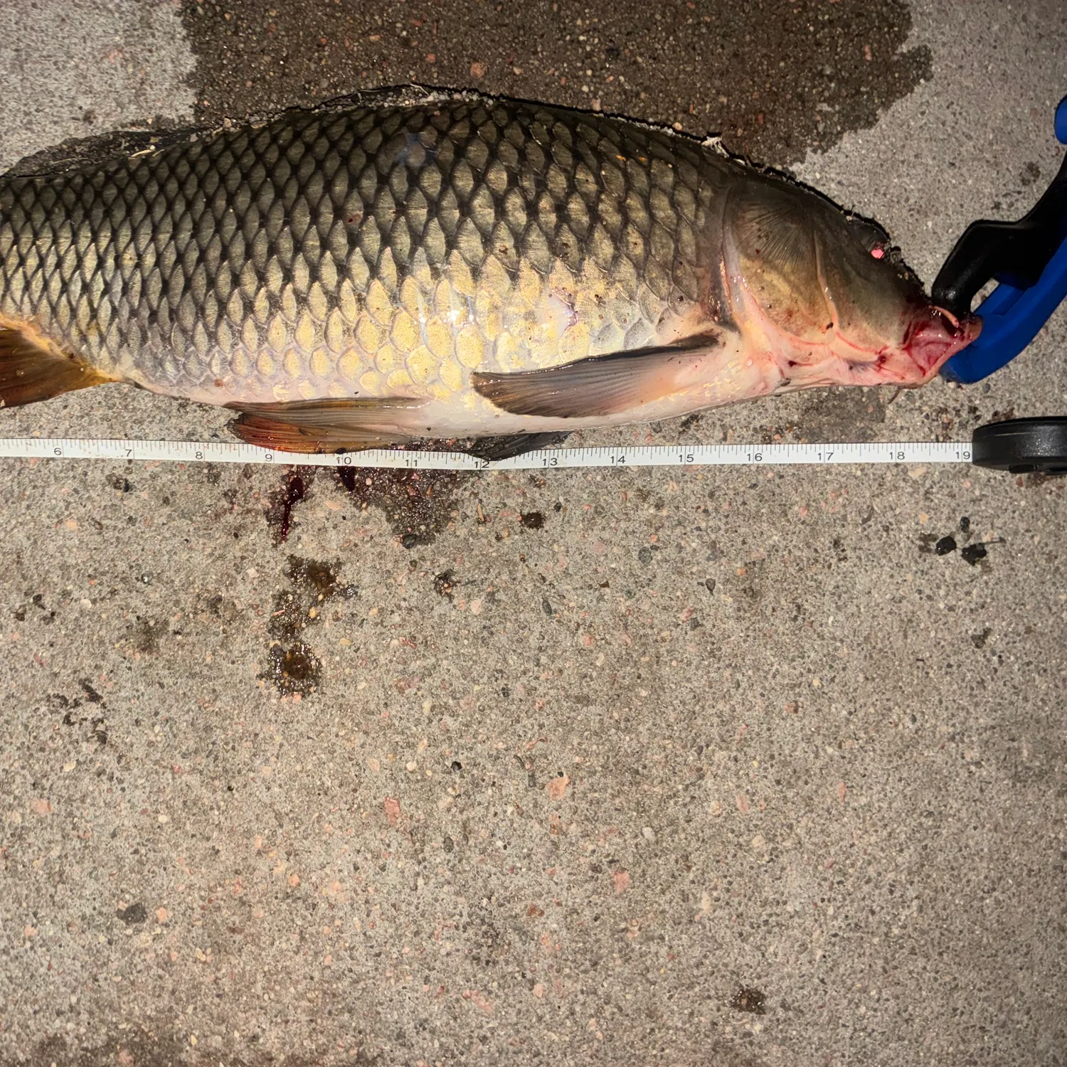 Common carp caught on Fishbrain