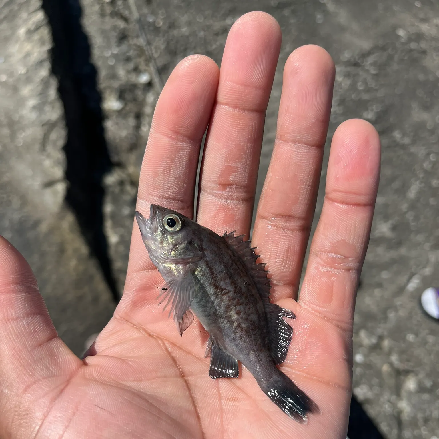 The most recent Blue rockfish catches on Fishbrain