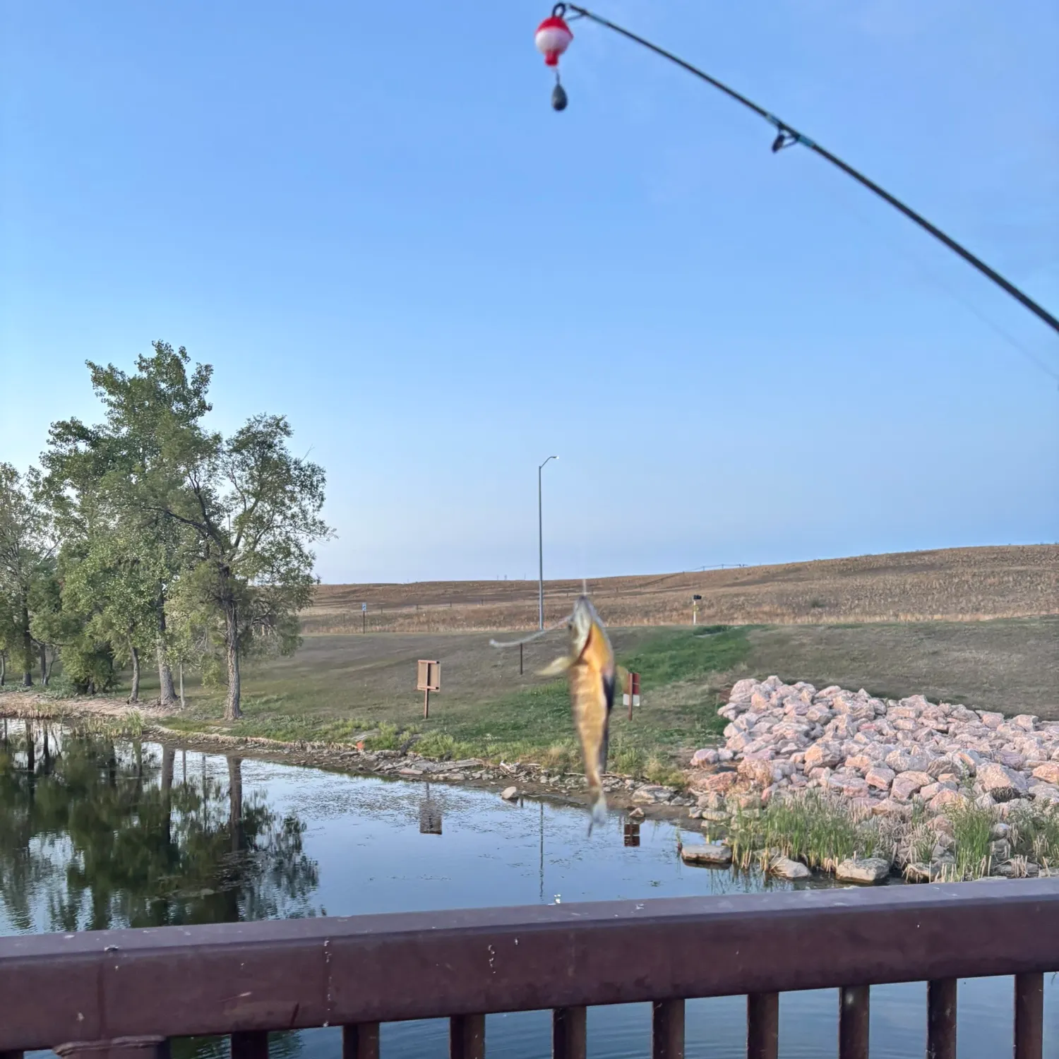Bluegill caught on Fishbrain